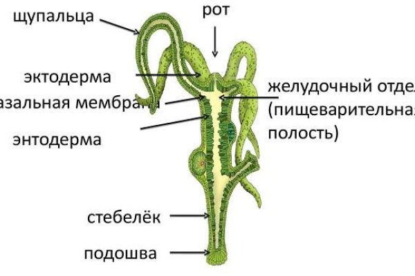 Kraken настоящая ссылка